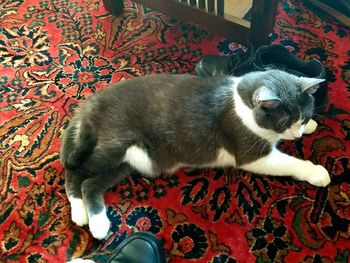 Cat relaxing on floor