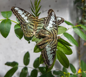 Close-up of butterfly on leaf