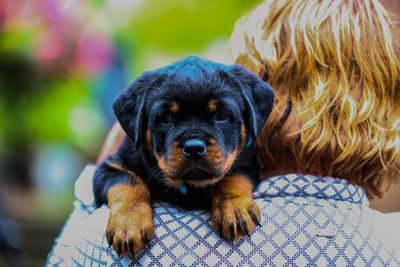 Close-up of dog
