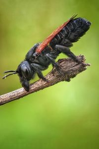 Close-up of insect on twig