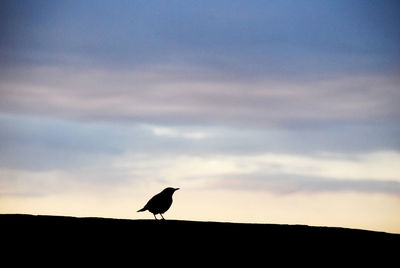 Low angle view of bird perching on a sunset