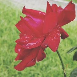 Close-up of red rose blooming in park