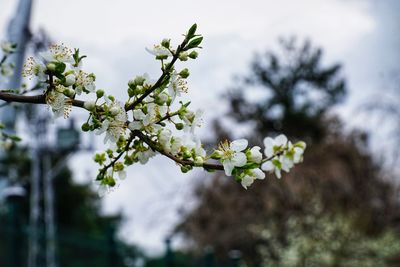 Close-up of white flowering plant