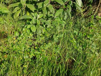 Plants growing on field