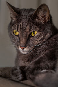 Close up of cat face with eyes, nose, fur, whiskers