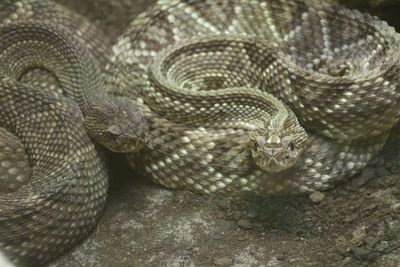 High angle view of rattlesnakes