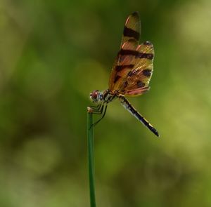insect