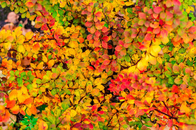 Orange red yellow green berberis leaves background. full frame.