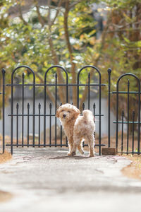 Dog standing on footpath