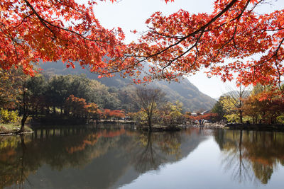 Reflection of trees in lake during autumn