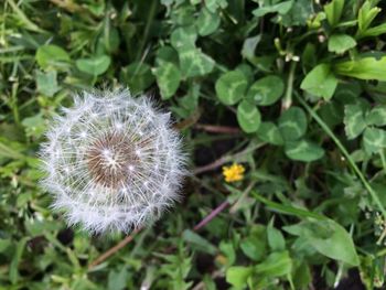 Close-up of dandelion flower on field