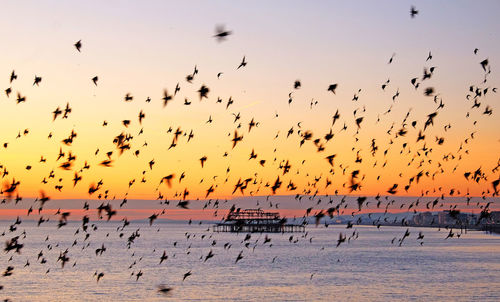 Flock of birds flying over sea