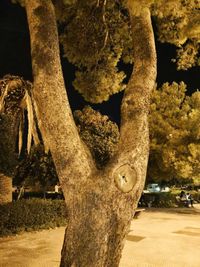 Close-up of tree trunk in park