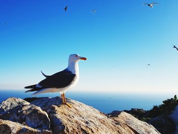 Seagull on rock by sea against blue sky