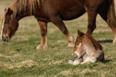 Horses in a field