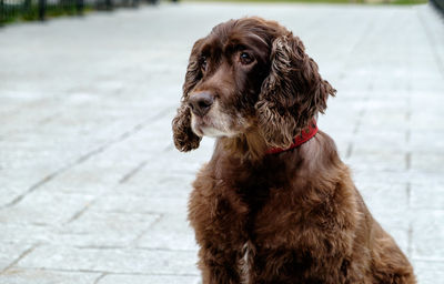 Portrait of dog looking away on footpath