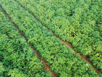 High angle view of fresh green field