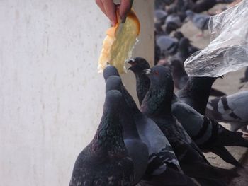 Close-up of man holding bird