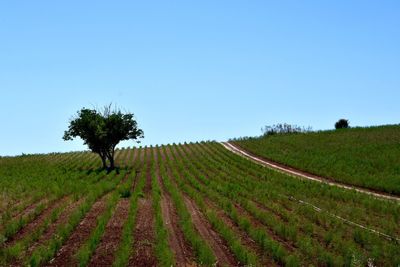 Scenic view of field against clear sky