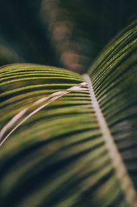 Abstract tropical green leaves.
plant in botanical greenhouse.