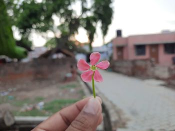 Close-up of hand holding pink flower