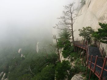 Plants in foggy weather