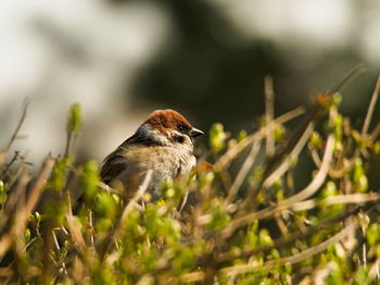 Close-up of bird perching on plant