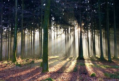 Trees in forest