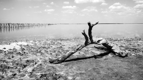 Bare tree on driftwood at beach against sky