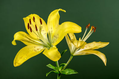 yellow