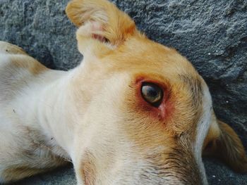 Close-up of a dog looking away