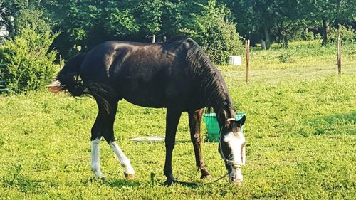 Horse grazing on grassy field