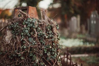 Close-up of abandoned place overgrown with ivy