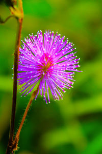 Close-up of purple flower blooming outdoors