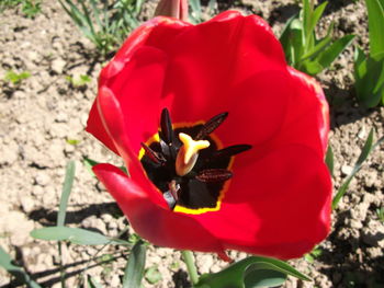 High angle view of insect on red crocus