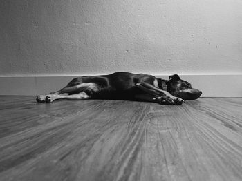 Dog resting on floor against wall