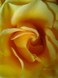 Macro shot of yellow rose