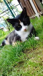 Portrait of a cat on grass