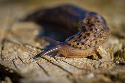 Close-up of slug on wood