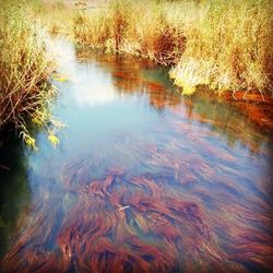 Reflection of clouds in water