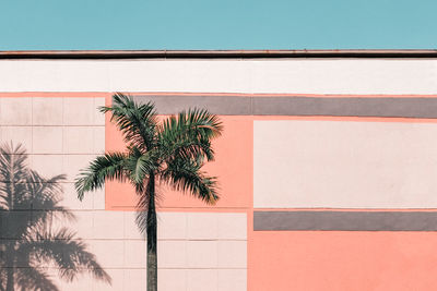 Low angle view of palm tree against building