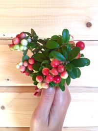 Close-up of hand holding bouquet of lingonberry 