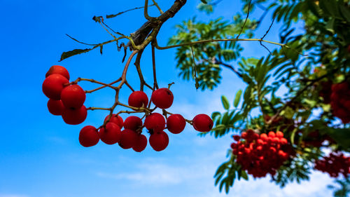 Low angle view of red berries on tree against sky