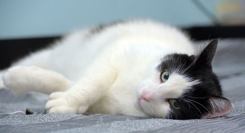 Close-up of cat resting