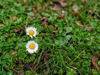 Close-up of yellow flowers blooming on field