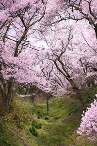 View of cherry blossom from tree