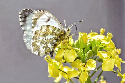 Close-up of insect on plant