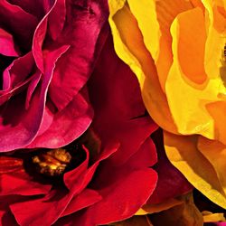 Full frame shot of white flower