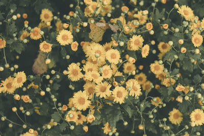 Close-up of yellow flowering plants on field