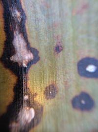 Close-up of plant against blurred background